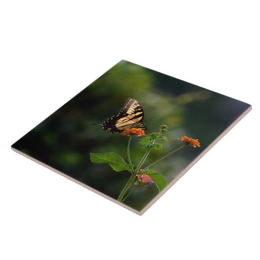 Schöner Frack-Schmetterling Fliese (Seite)