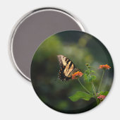 Schöner Frack-Schmetterling Magnet (Vorderseite/Rückseite)