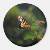 Schöner Frack-Schmetterling Magnet (Vorne)