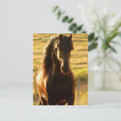 SCHÖNER FREUNDLICHER FERIENSTALLION POSTKARTE (Stehend Vorderseite)