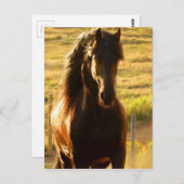 SCHÖNER FREUNDLICHER FERIENSTALLION POSTKARTE (Vorne/Hinten)