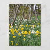 Schöner Frühlingsgarten Postkarte (Vorderseite)