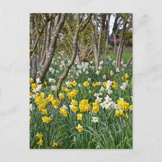 Schöner Frühlingsgarten Postkarte (Vorderseite)