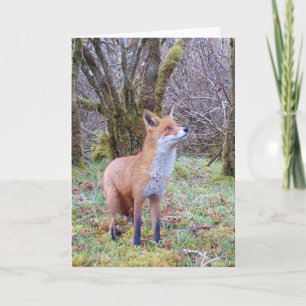 Schöner Fuchs beim Hinaufblicken Naturszene Tierli Karte