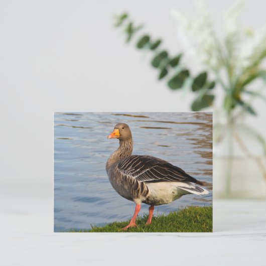 Schöner Gänsevogel Postkarte (Stehend Vorderseite)