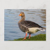 Schöner Gänsevogel Postkarte (Vorderseite)