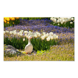 Schöner Garten Fotodruck