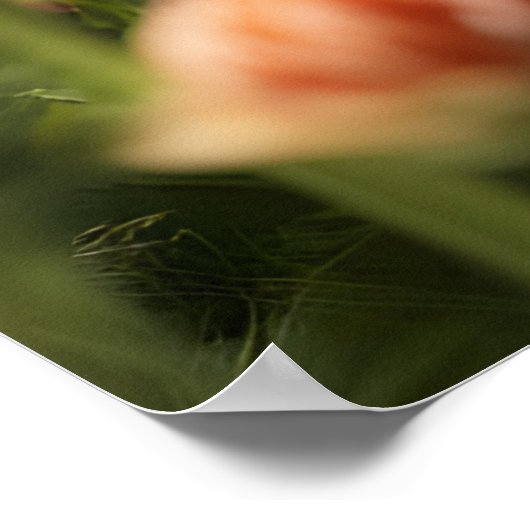 Schöner Garten für Katzen Poster (Ecke)