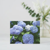 Schöner Garten, Hortensienblüten Foto Postkarte (Stehend Vorderseite)
