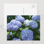Schöner Garten, Hortensienblüten Foto Postkarte (Vorne/Hinten)
