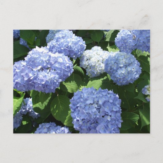 Schöner Garten, Hortensienblüten Foto Postkarte (Vorderseite)