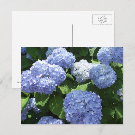 Schöner Garten, Hydrangea Blume Foto Postkarte (Vorne/Hinten)