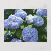 Schöner Garten, Hydrangea Blume Foto Postkarte (Vorderseite)