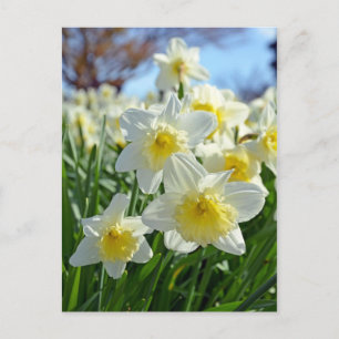 Schöner Garten mit gelben und weißen Daffodien Postkarte