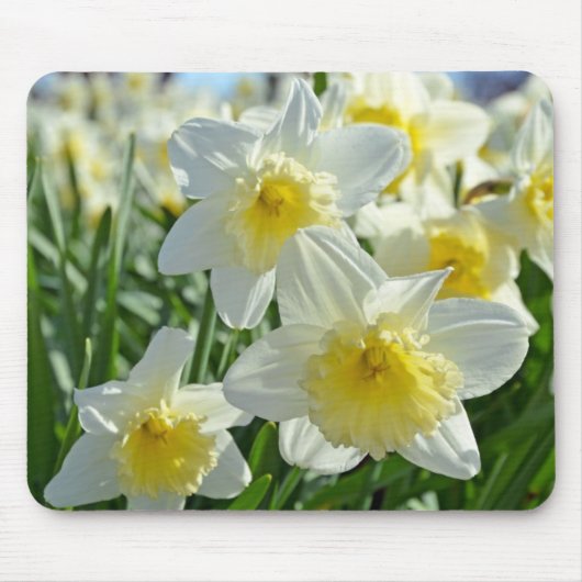 Schöner Garten mit weißen und gelben Daffodien Mousepad (Vorne)