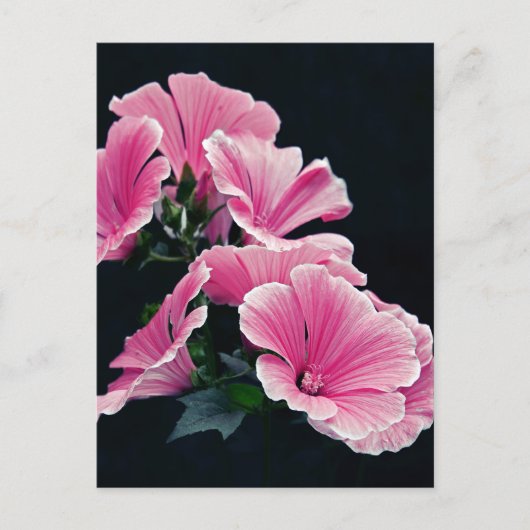 Schöner Garten Rosa Rose Blume Postkarte (Vorderseite)
