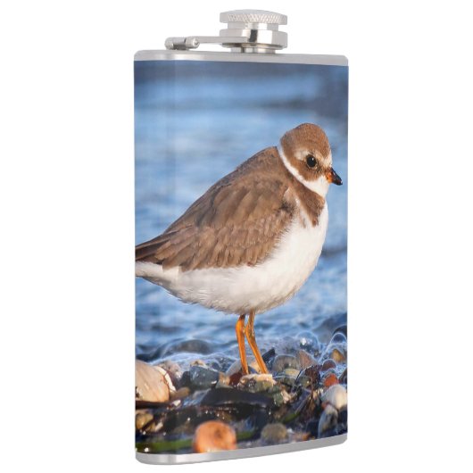 Schöner, gedämpfter Plover am Strand Flachmann (Rechts)