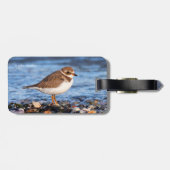 Schöner, gedämpfter Plover am Strand Gepäckanhänger (Rückseite horizontal)
