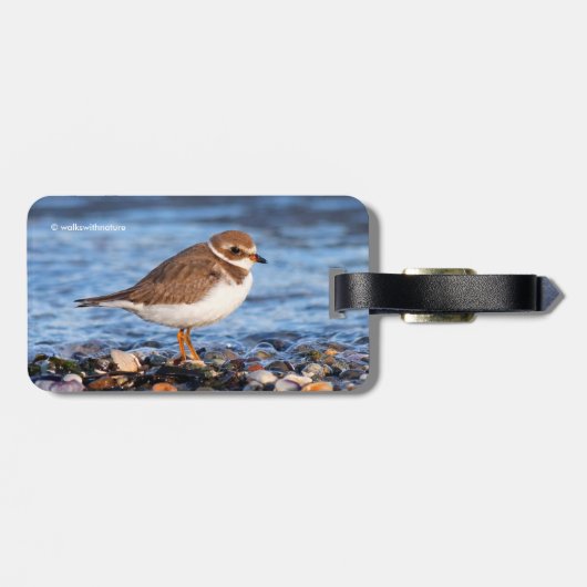 Schöner, gedämpfter Plover am Strand Gepäckanhänger (Rückseite horizontal)
