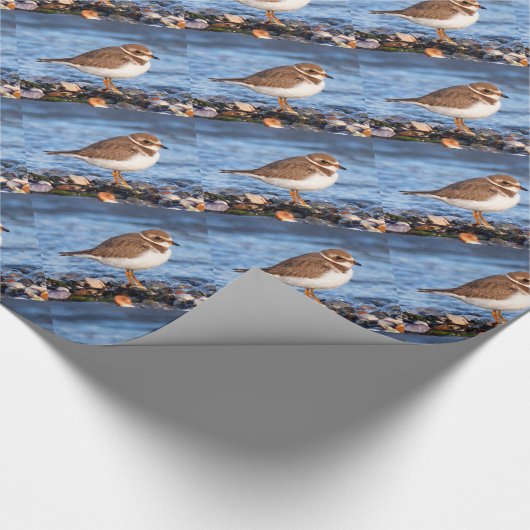 Schöner, gedämpfter Plover am Strand Geschenkpapier (Ecke)