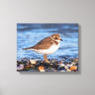 Schöner, gedämpfter Plover am Strand Leinwanddruck