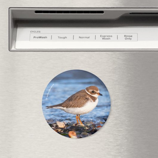 Schöner, gedämpfter Plover am Strand Magnet (In Situ (Geschirrspüler))