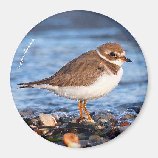Schöner, gedämpfter Plover am Strand Magnet (Vorne)