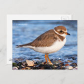 Schöner, gedämpfter Plover am Strand Postkarte (Vorne/Hinten)