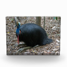Schöner gefährdeter seltener Cassowary-Vogel