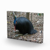Schöner gefährdeter seltener Cassowary-Vogel Fotoblock (Rechts)