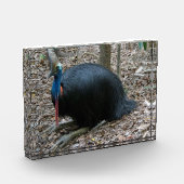 Schöner gefährdeter seltener Cassowary-Vogel Fotoblock (Links)