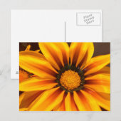 Schöner gelber Gazania Postkarte (Vorne/Hinten)