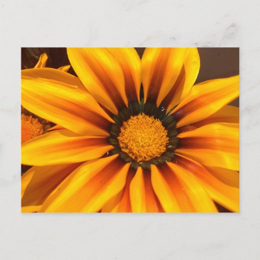 Schöner gelber Gazania Postkarte (Vorderseite)