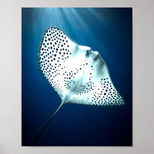 Schöner Gepunkteter Ray: Ungestörtheit unter Wasse Poster