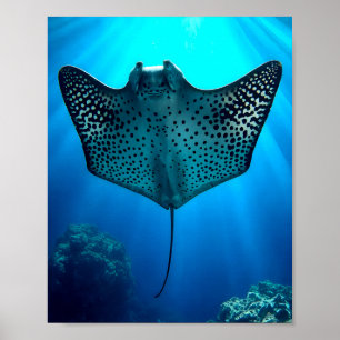 Schöner Gepunkteter Ray: Ungestörtheit unter Wasse Poster