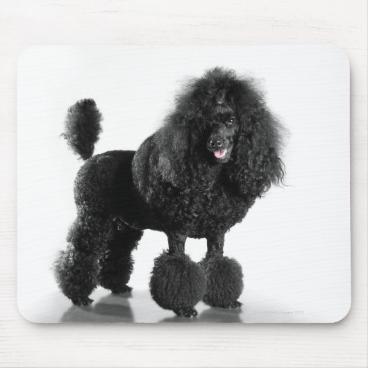 Schöner, getrimmter, schwarzer, kompletter Poodle  Mousepad (Vorne)