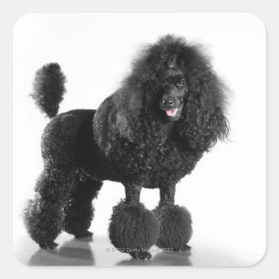 Schöner, getrimmter, schwarzer, kompletter Poodle Quadratischer Aufkleber