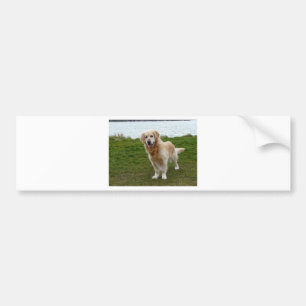 Schöner Golden Retriever Dog Stehend Autoaufkleber