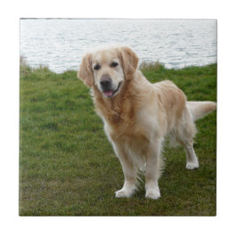 Schöner Golden Retriever Dog Stehend Fliese