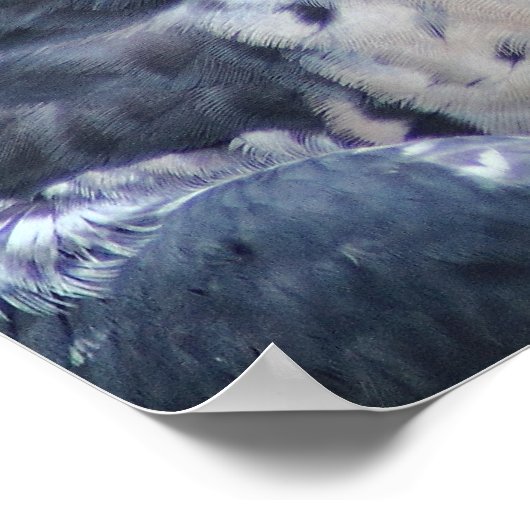 Schöner, grau-weißer Pelegrine Falcon Poster (Ecke)