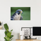 Schöner, grau-weißer Pelegrine Falcon Poster (Heimbüro)