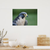 Schöner, grau-weißer Pelegrine Falcon Poster (Küche)