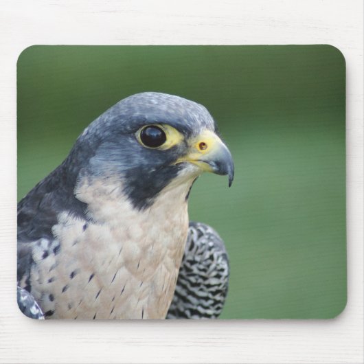 Schöner grau-weißer Pelegrine Falke Mousepad (Vorne)