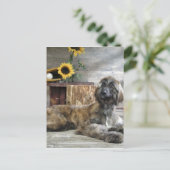 Schöner grauer afghanischer Hund Postkarte (Stehend Vorderseite)