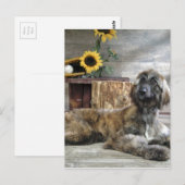 Schöner grauer afghanischer Hund Postkarte (Vorne/Hinten)