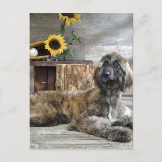 Schöner grauer afghanischer Hund Postkarte (Vorderseite)