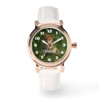 Schöner grauer Wolf in einem dunklen Wald