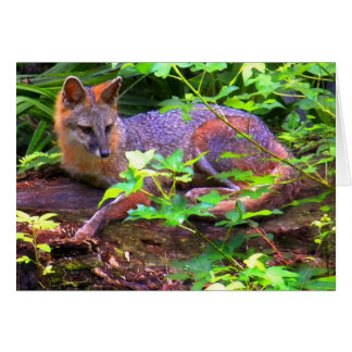 Schöner Gray Fox