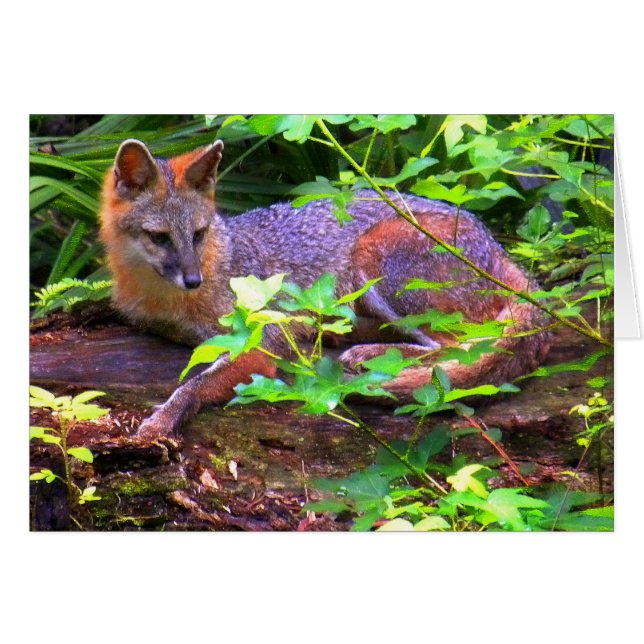 Schöner Gray Fox (Vorderseite (Horizontal))