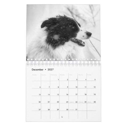 Schöner Grenz-Collie-Dog-Kalender Kalender (Dez 2027)